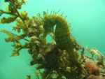 Hippocampe dans le bassin d'Arcachon